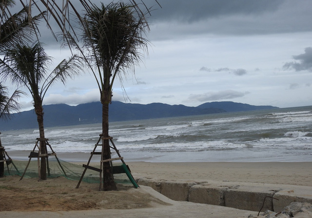 A concrete dyke is erected and trees are grown along the Ngu Hanh Son beach in Da Nang without permission. Photo: Tuoi Tre