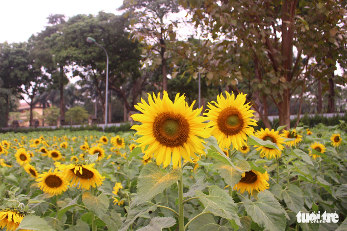 Sunflowers bloom at the garden.