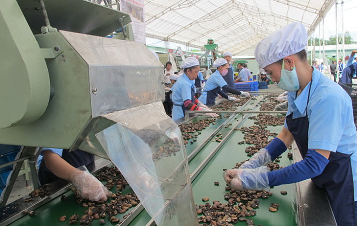 Workers sort raw cashew nuts at a processing facility in Vietnam. Photo: Tuoi Tre