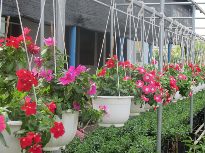 Flowers blossom as spring approaches in Sa Dec Flower Village. Photo: Tuoi Tre