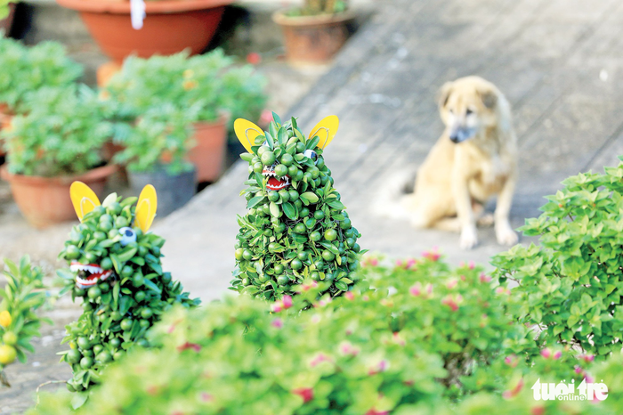 Plant puppies poised for sale. Photo: Tuoi Tre