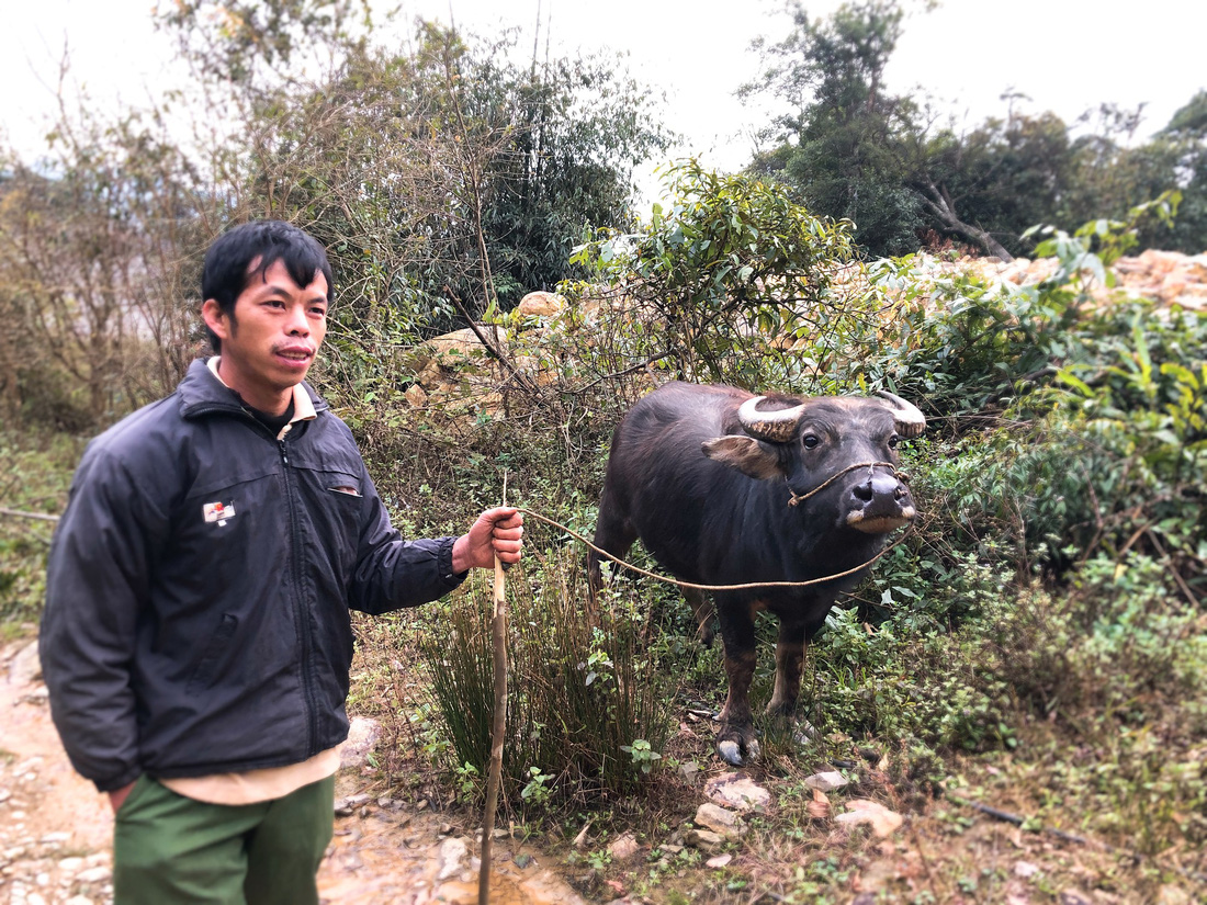 Trieu Tran Sinh stands on the side of a road in Mau Son Commune, Lang Son Province with a water buffalo that he wants to sell. Photo: Tuoi Tre