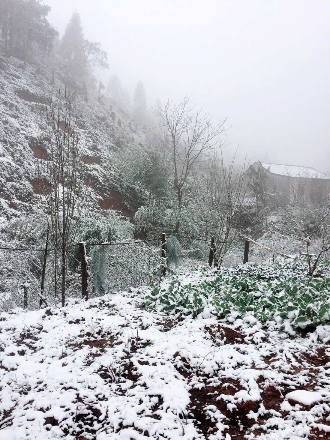 A veggie garden is covered in snow.