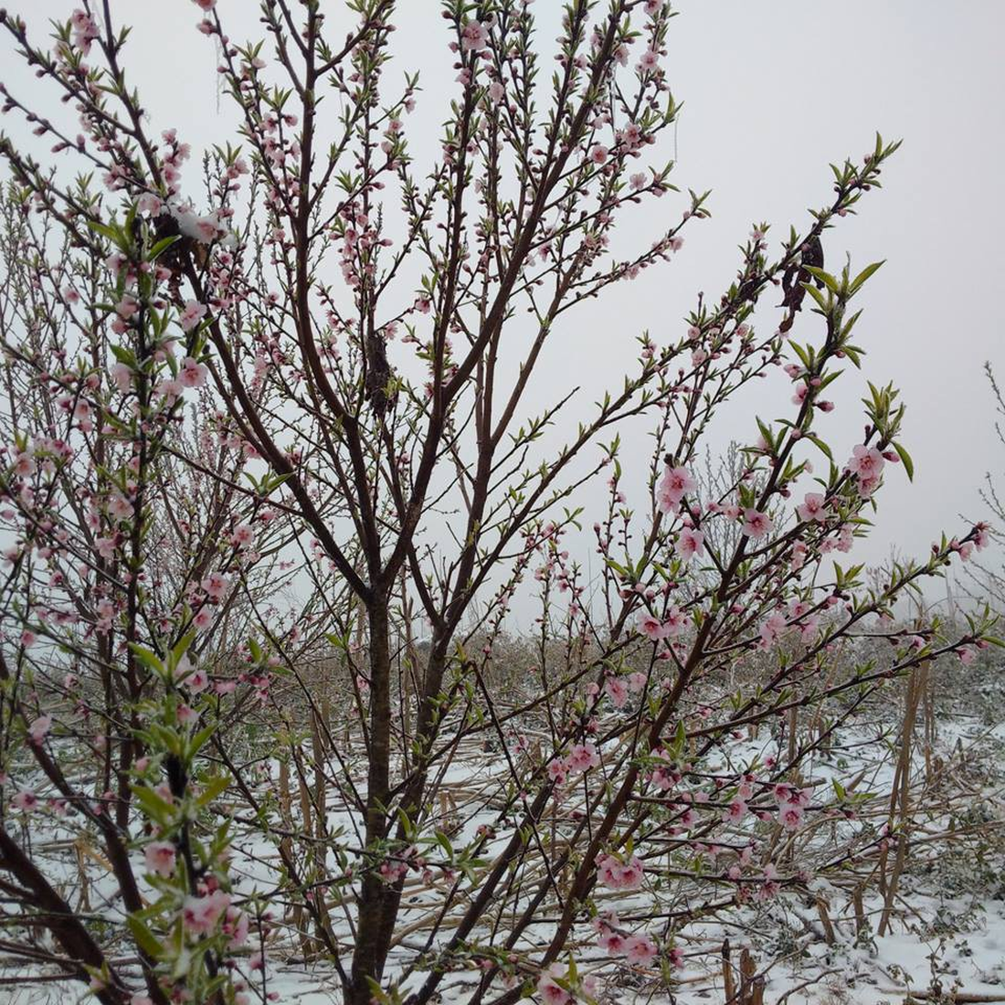 Peach blossoms bloom in the snow.