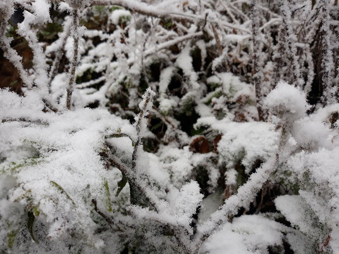 A bush is blanketed in snow in Sa Pa.