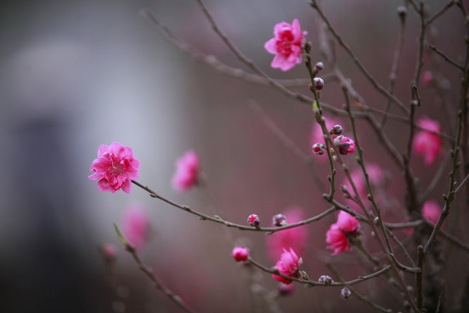 A cherry blossom in Nhat Tan flower garden. Photo: Tuoi Tre