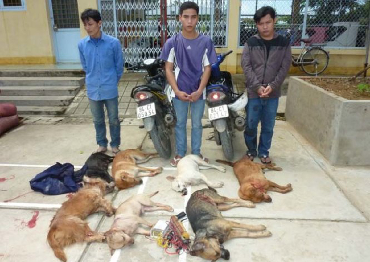 Three dog thieves are arrested in Vietnam in 2013. Photo: Tuoi Tre