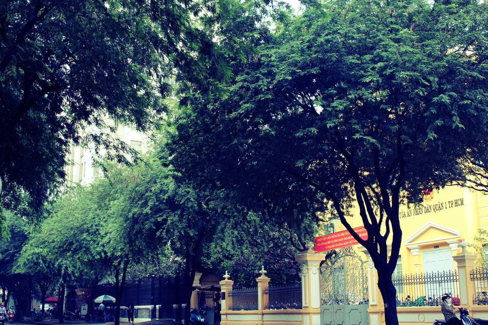Ly Tu Trong Street in District 1 is one of the few remaining thoroughfares in the city still lined with tamarind trees.