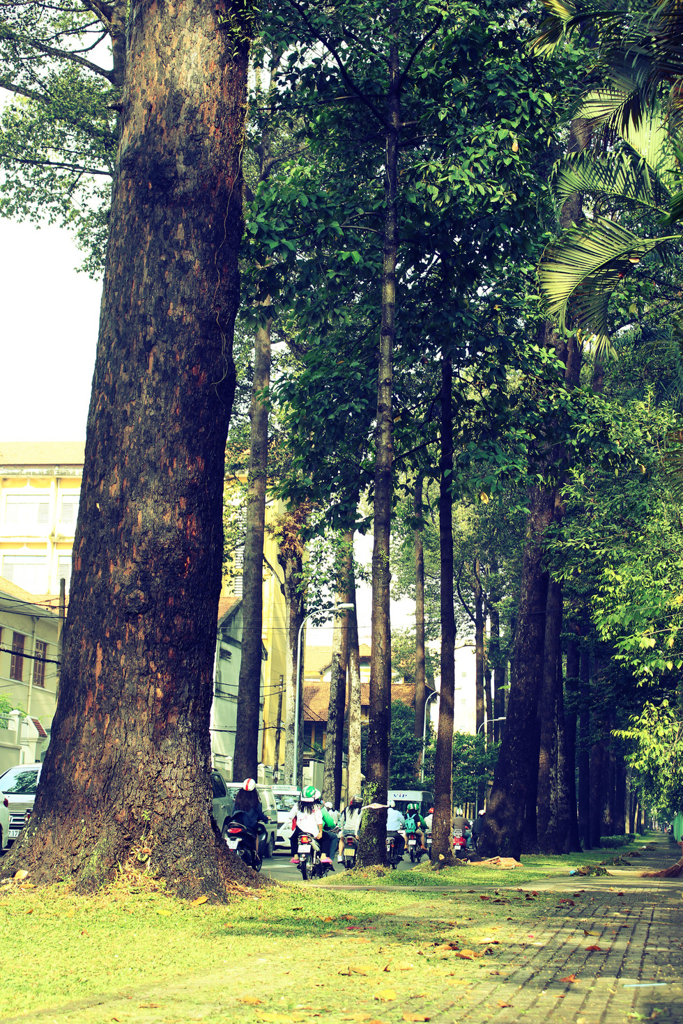 There are dozens of tall age-old trees on Nguyen Binh Khiem Street in District 1.