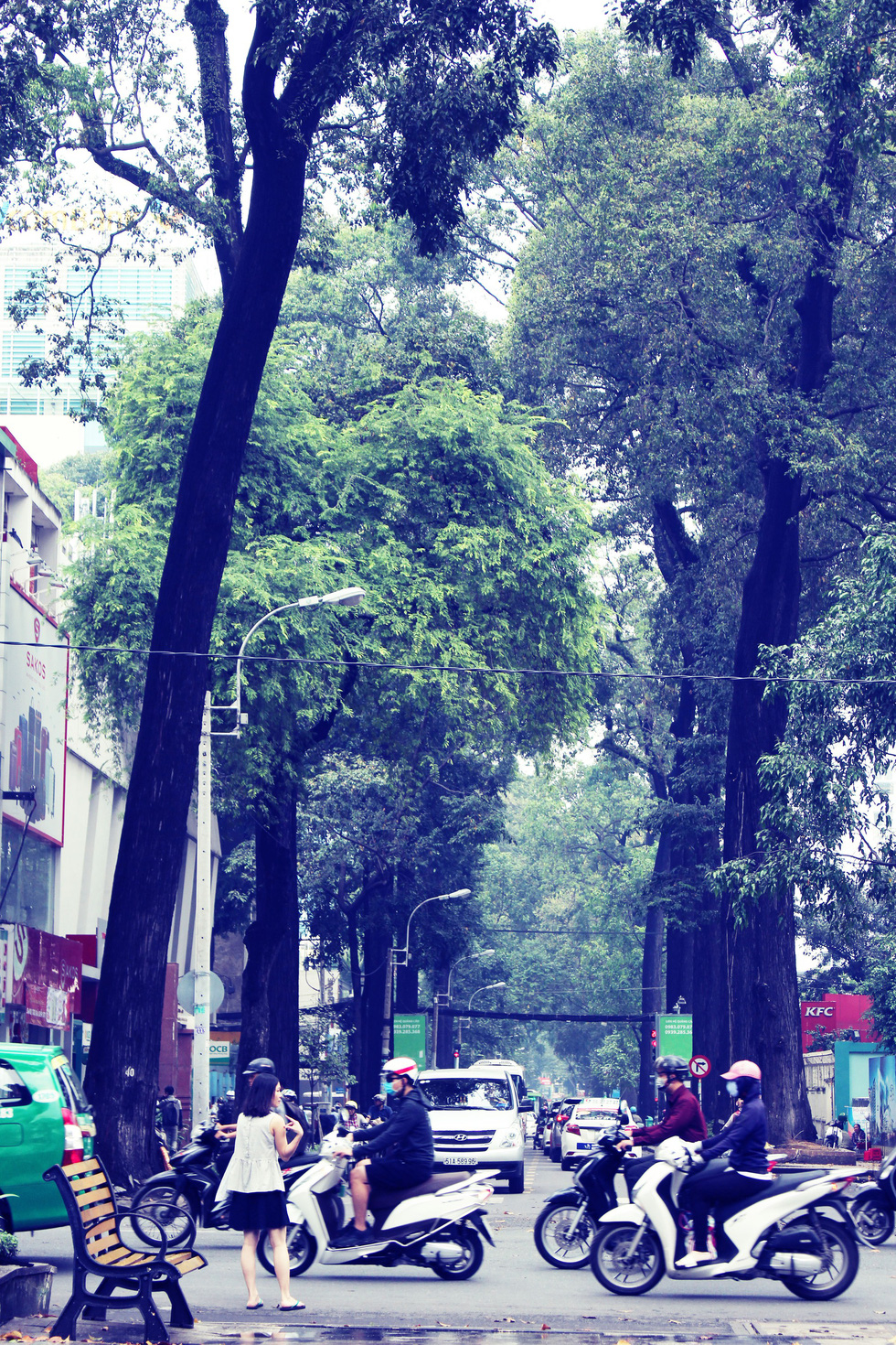 Green trees cover Pham Ngoc Thach Street in District 3.