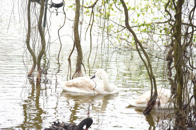White swans swim on Hoan Kiem Lake, Hanoi. Photo: Tuoi Tre