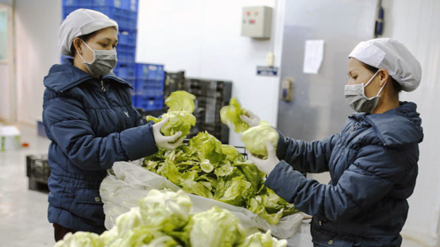 Workers prepare cabbages for packaging in Da Lat, Vietnam. Photo: Tuoi Tre