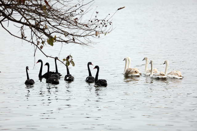 Swans previously seen on Hoan Kiem Lake. Photo: Tuoi Tre