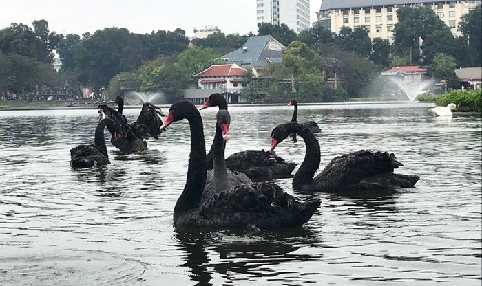 Seven black swans released in Hoan Kiem Lake now reside in Thien Quang Lake 2km away. Photo: Tuoi Tre