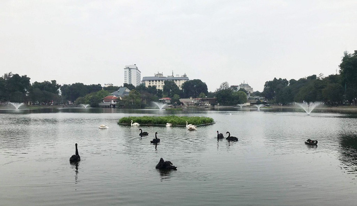The swans now reside in Thien Quang Lake. Photo: Tuoi Tre
