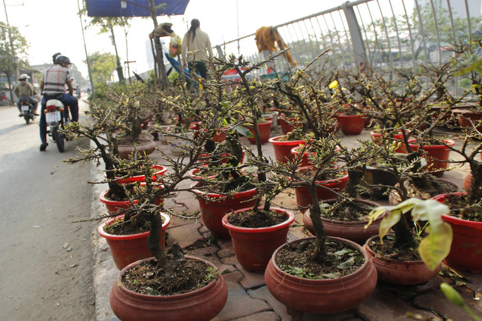 Small-sized apricot trees, offered at US8-12, in Ho Chi Minh City. Photo: Tuoi Tre