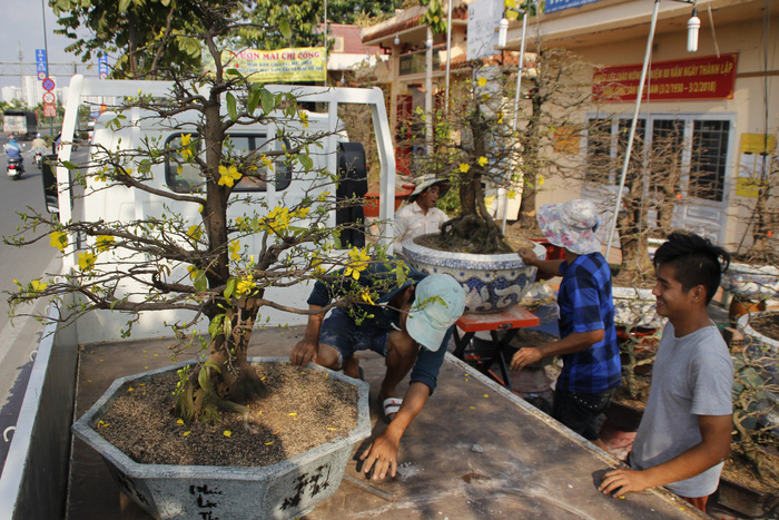 Men move the pot of a blooming apricot tree. Photo: Tuoi Tre