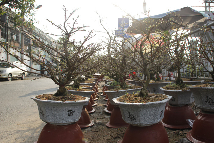 Large-sized pots of apricots placed along a street in Ho Chi Minh City. Photo: Tuoi Tre