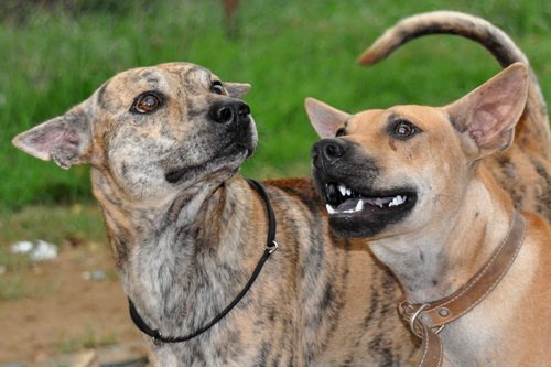 A Tuoi Tre file photo of a pair of Phu Quoc ridgeback