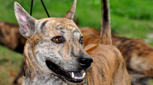 A Tuoi Tre file photo of Phu Quoc ridgeback