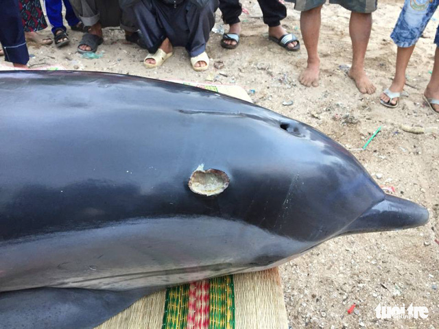 An injury of the dolphin. Photo: Tuoi Tre
