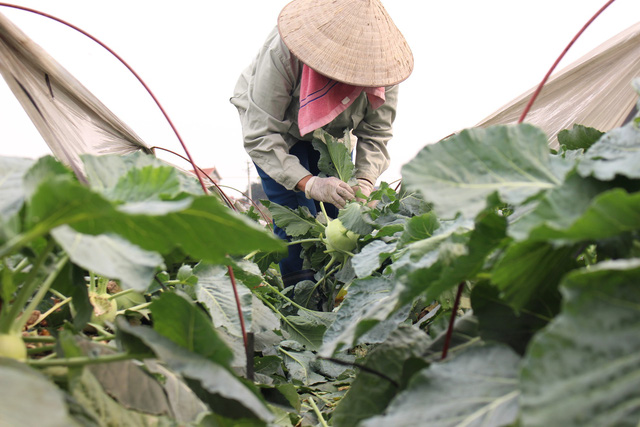 Nguyen Thi Lien harvests kohlrabies on a farm outside Hanoi. Photo: Tuoi Tre