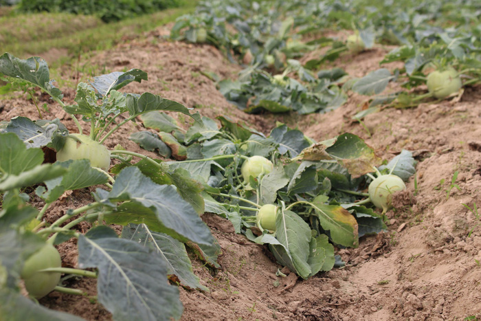 A ready-for-harvest kohlrabi farm left unattended by its owner is seen outside. Photo: Tuoi Tre