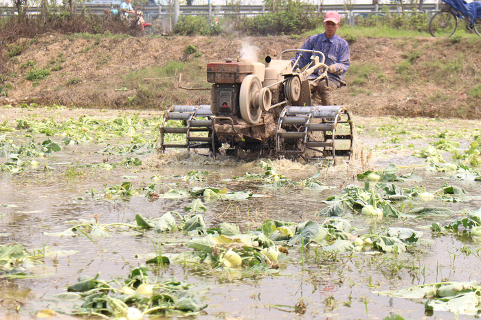 A farmer drives his tractor to grind kohlrabies for use as fertilizer outside Hanoi. Photo: Tuoi Tre.