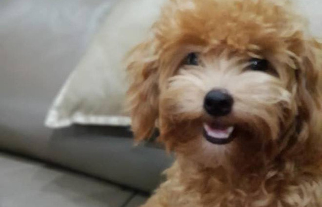 The Poodle dog that saved Nguyen Anh and her family is seen this supplied photo.