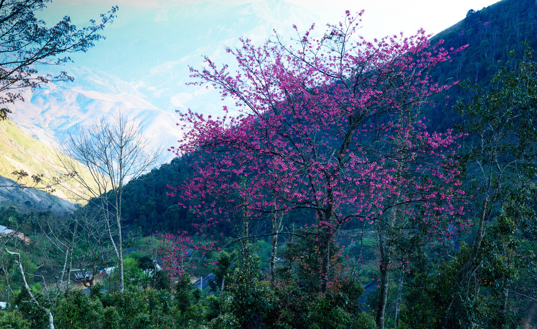 A village in Ta Xua is covered with blossoming flowers in the spring of 2018. Photo: Tuoi Tre