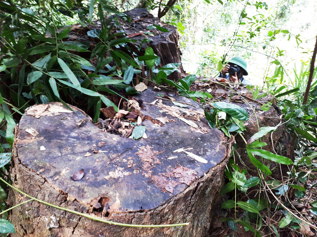 A weather-beaten stump sits at the forest destruction scene in Nam Giang District, central Vietnam March 7, 2018. Photo: Tuoi Tre