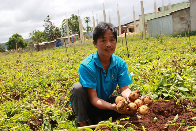 A farmer shows potatoes grown in Lam Dong Province, Vietnam’s Central Highlands. Photo: Tuoi Tre