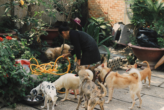 Tran Uyen Nhu surrounded by her dogs