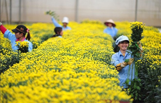Workers harvest flowers at a farm in Da Lat City, Lam Dong Province in the Central Highlands region of Vietnam. Photo: Tuoi Tre