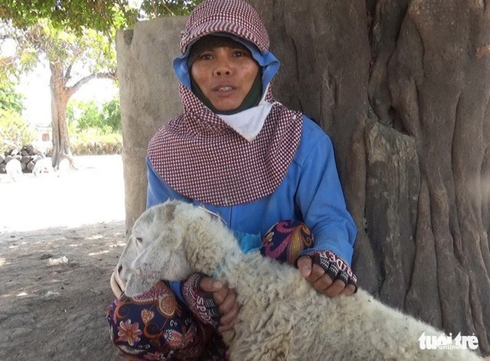 A farmer takes care of her sheep in Bac Ai District, Ninh Thuan Province, south-central Vietnam. Photo: Tuoi Tre