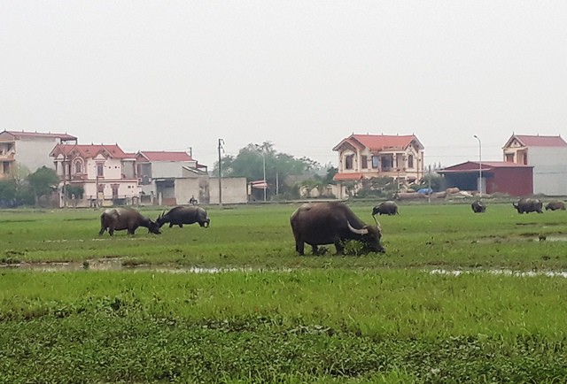 Water buffaloes graze in the fields in Thanh Hoa Province, Vietnam. Photo: Tuoi Tre