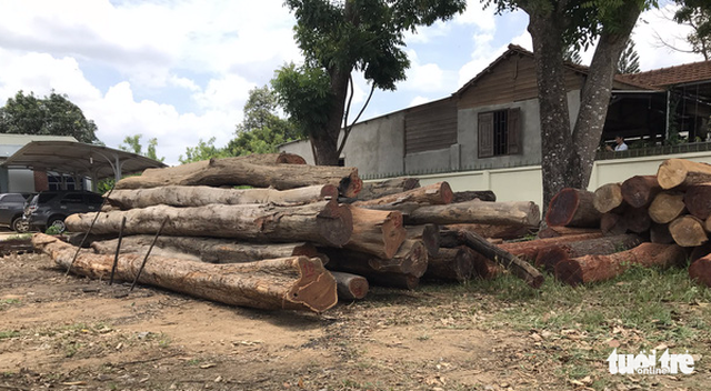 Illegally harvested timber stored by the illegal logging ring. Photo: Tuoi Tre