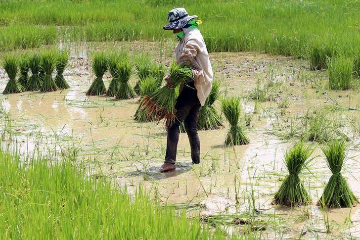 A woman works in a rice field in Khon Kaen, Thailand July 13, 2017. Picture taken July 13, 2017. Photo: Reuters