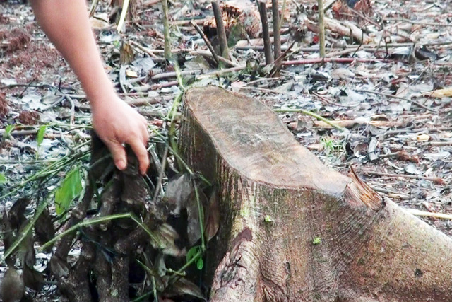 The stump of a tree serving as a vertical support for black-pepper plants is seen in Dong Nai Province, Vietnam. Photo: Tuoi Tre