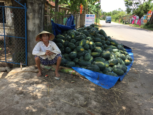 A farmer in Phu Ninh District, Quang Nam Province sits by a pile of watermelons from her harvest, which remain unsold. Photo: Tuoi Tre