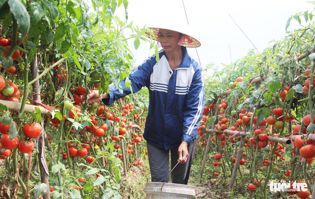 Ripe tomatoes in Quynh Luu district in the north-central province of Nghe An are left in the fields as farmer cannot find a market for their crop. Photo: Tuoi Tre