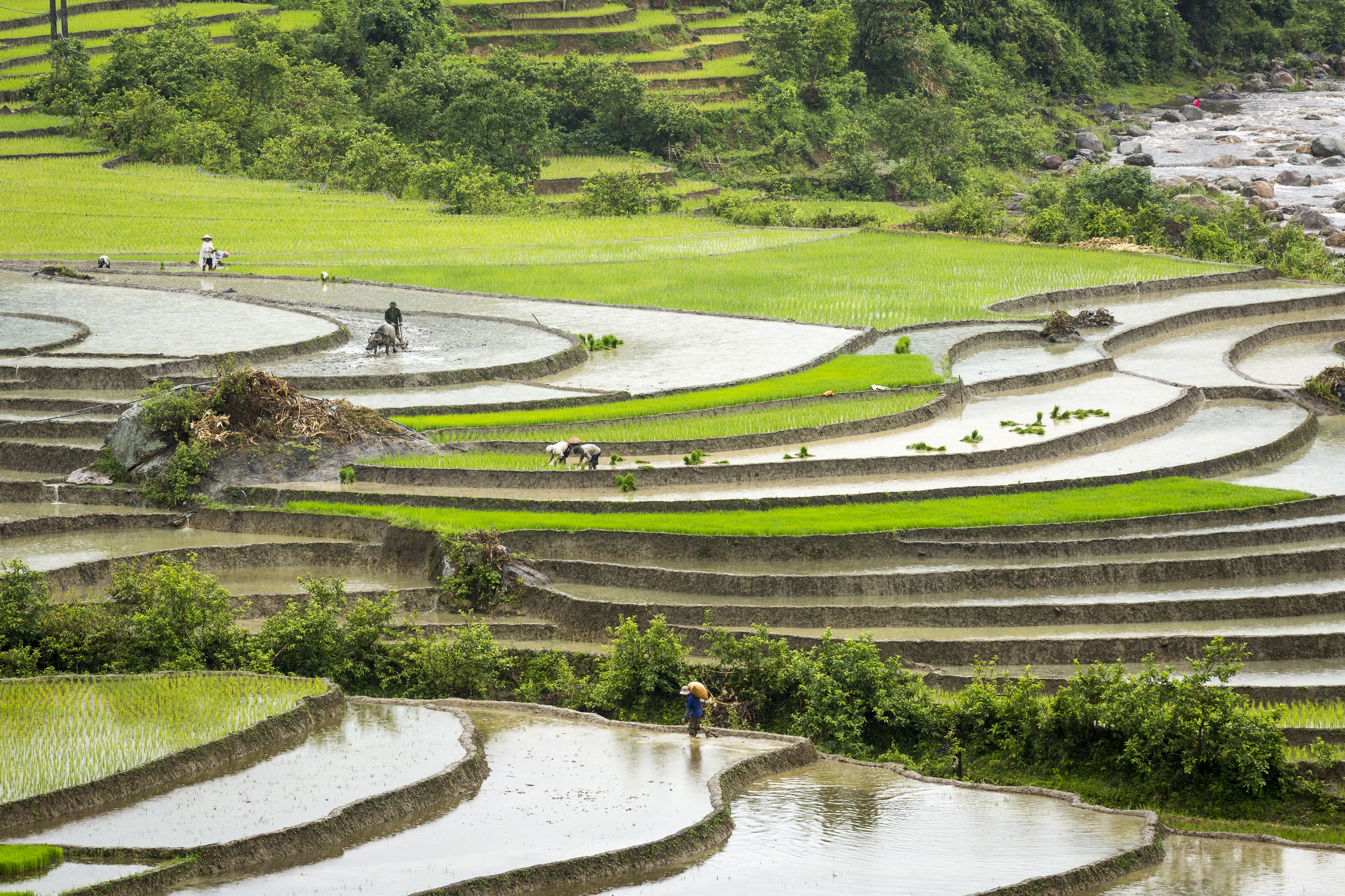 Rice Terraces. Photo: Neil Featherstone