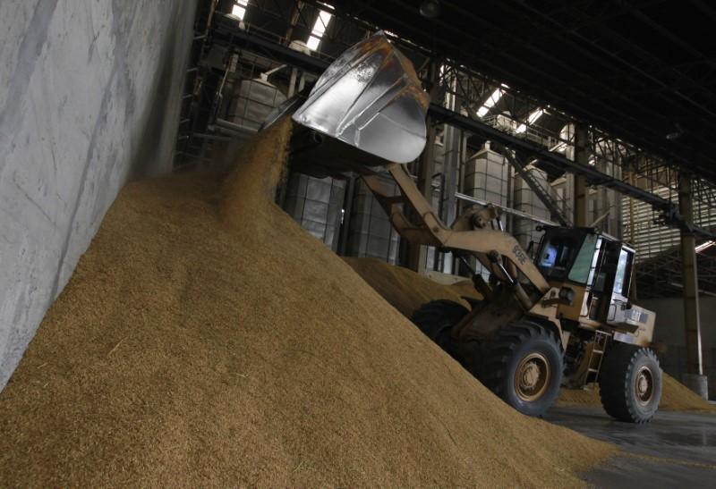 A worker unloads paddy rice in a government warehouse in Ayutthaya province, nearly 80 km (50 miles) north of Bangkok August 7, 2012. Photo: Reuters