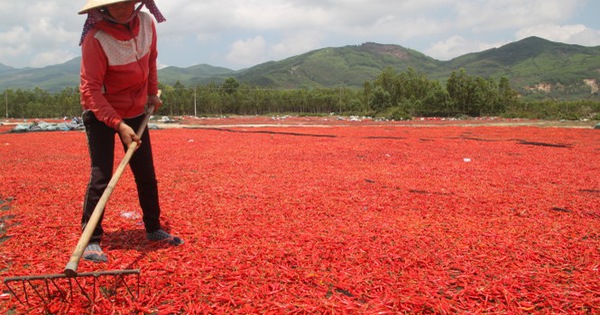 A farmer dries chili under the sun on a field in Vietnam. Photo: Tuoi Tre