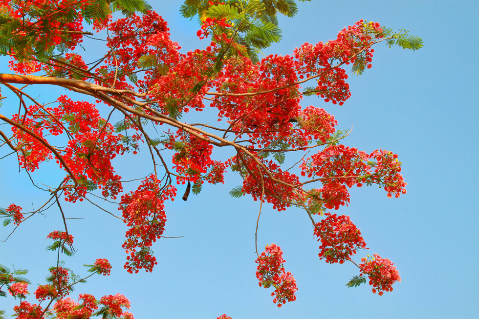 Red flamboyant flowers are pictured against the blue sky in this photo taken in Dong Thap Province, southern Vietnam. Photo: Tuoi Tre