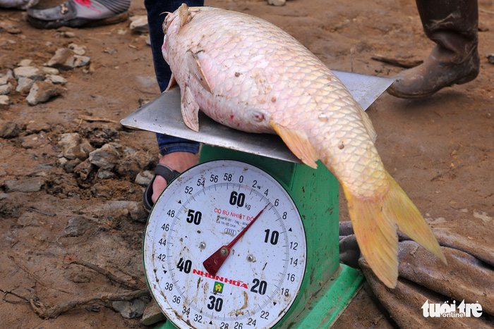 A common carp is weighed in Dong Nai Province, Vietnam, May 21, 2018. Photo: Tuoi Tre