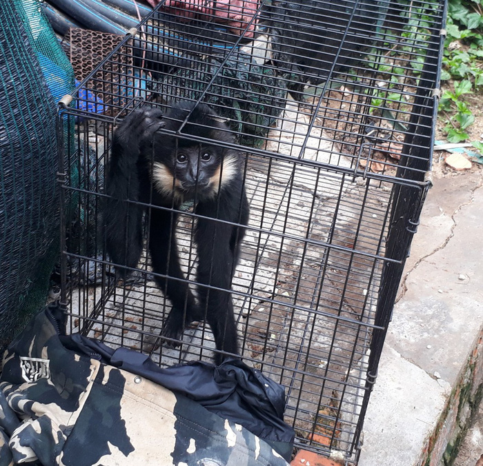 A monkey is kept in a small cage at the venue. Photo: Tuoi Tre
