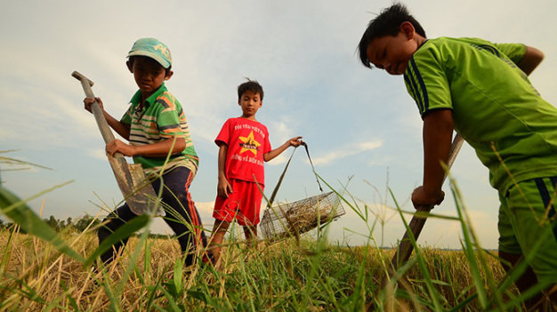 Children hunt for rats in An Giang Province, southern Vietnam. Photo: Tuoi Tre