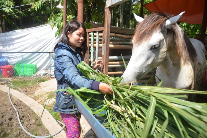 Le Thi Nhung, a custodian at Gia Dinh Park’s circus in Ho Chi Minh City’s Go Vap District, feeds a horse. Photo: Tuoi Tre