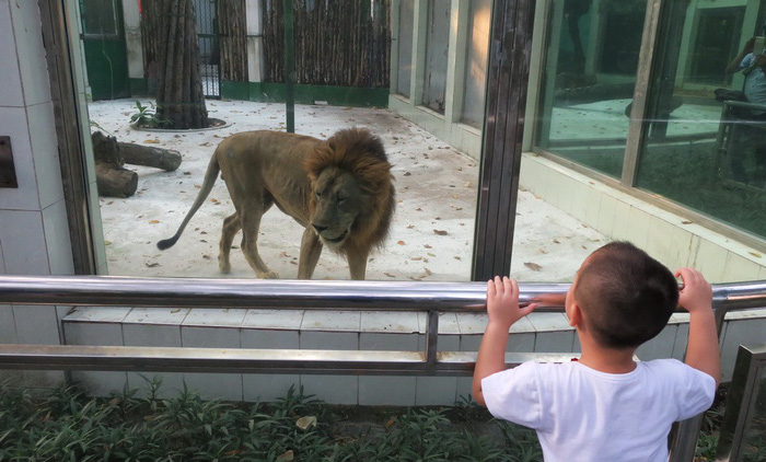 A little boy watches a lion at the Saigon Zoo and Botanical Gardens in District 1, Ho Chi Minh City. Photo: Tuoi Tre